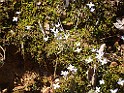 3FlowersonKM.jpg