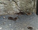 7butterflies.jpg